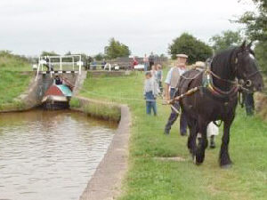 Maria horse drawn on the Trent and Mersey Canal